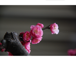 金梅 腊梅 蜡花 黄梅花