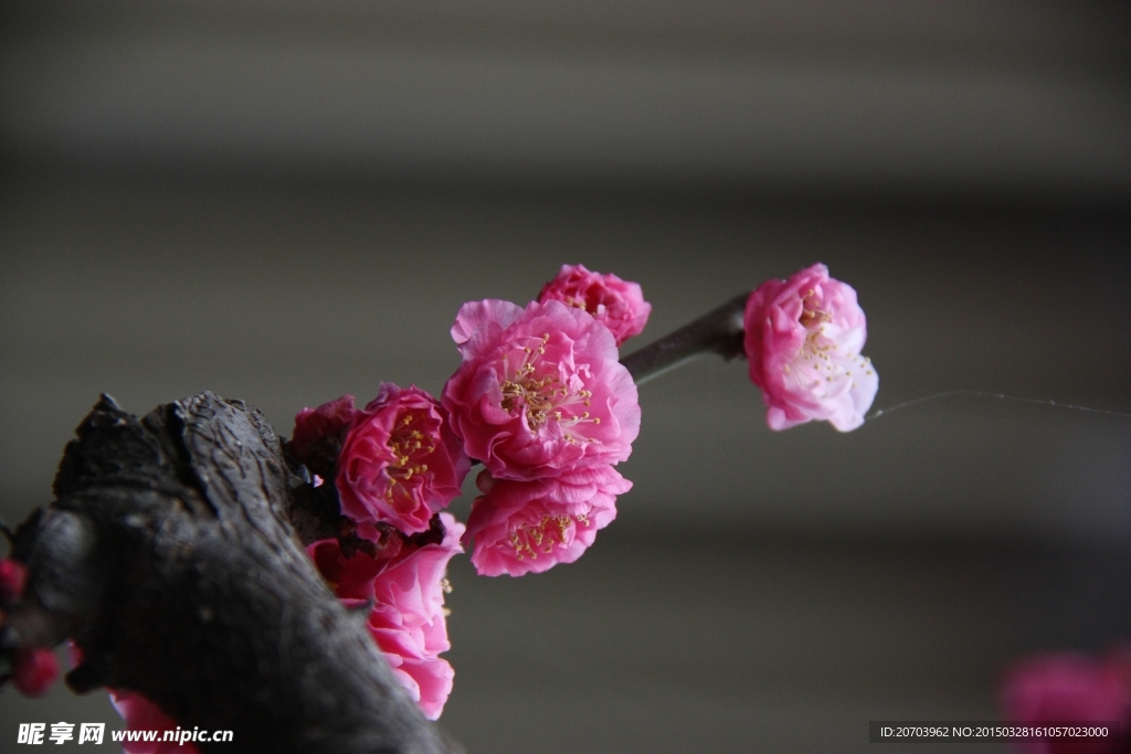 金梅 腊梅 蜡花 黄梅花