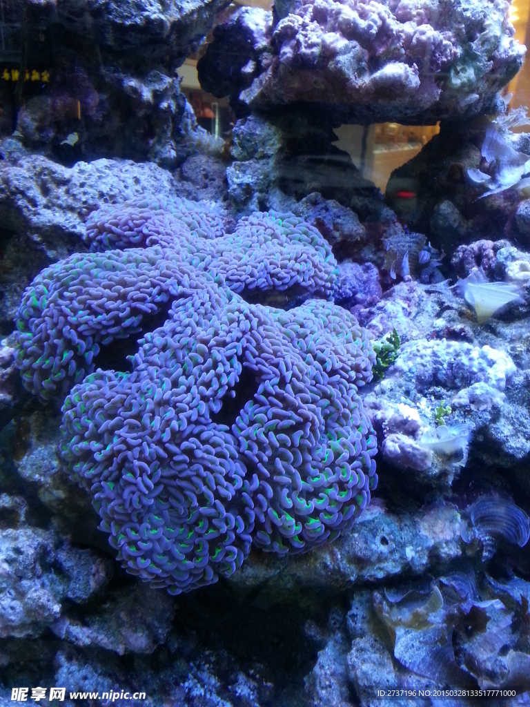 海洋生物