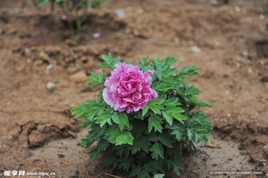芍药
