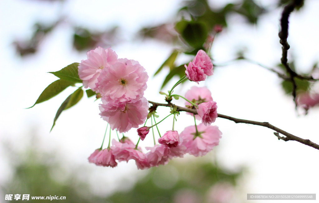 樱花