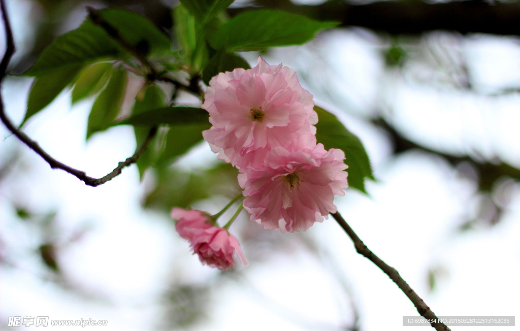 樱花