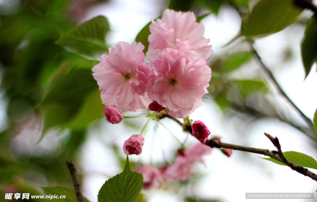 樱花