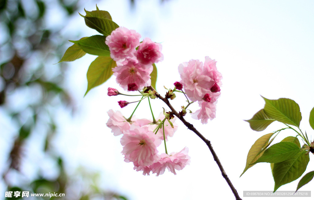 樱花