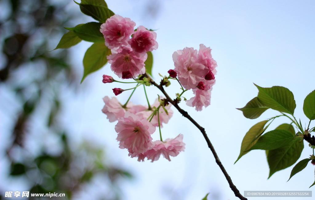 樱花