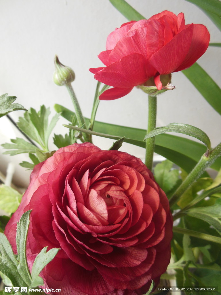 芹叶牡丹