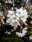 花 樱花