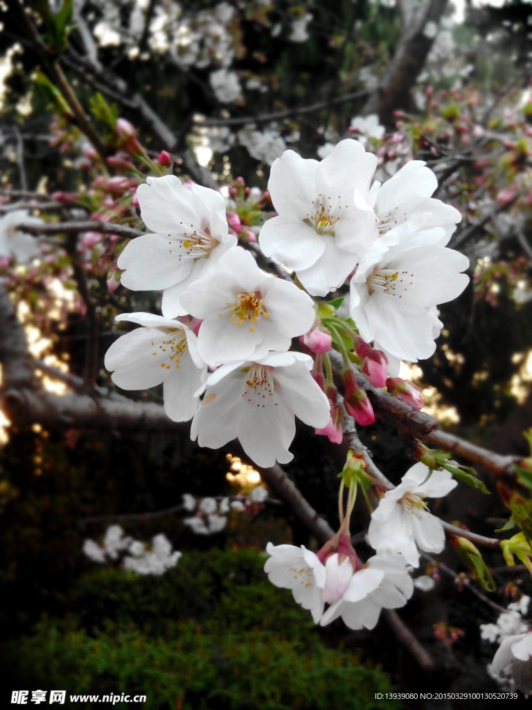 花 樱花