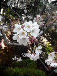 花，樱花