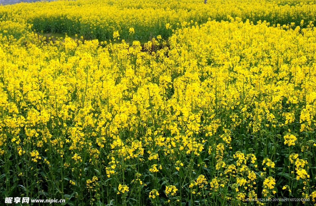 油菜花