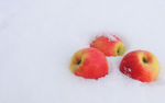 雪中苹果