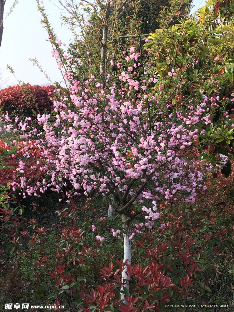 桃花