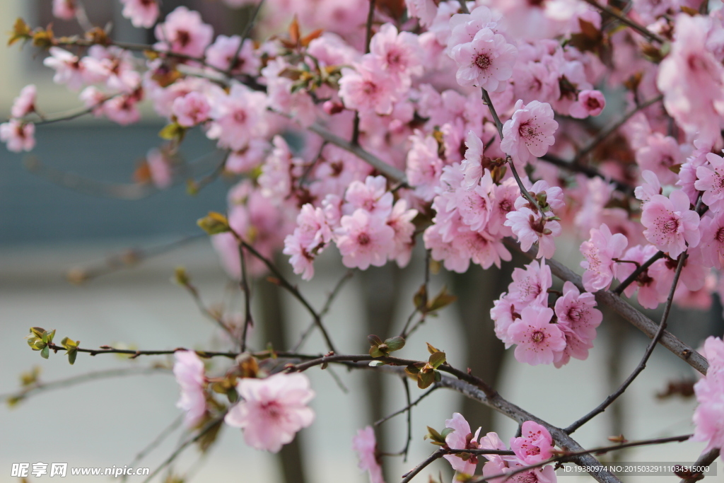 春天桃花