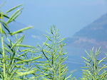 油菜籽