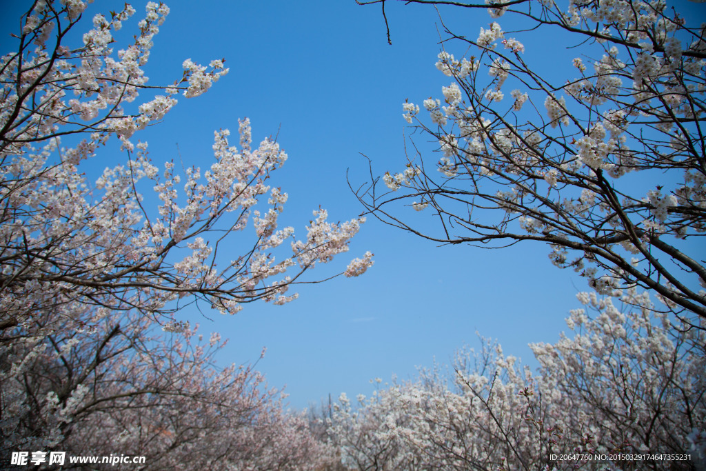 樱花