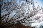 樱花树