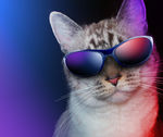 宠物猫