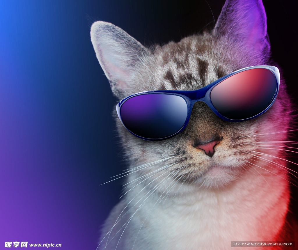 宠物猫