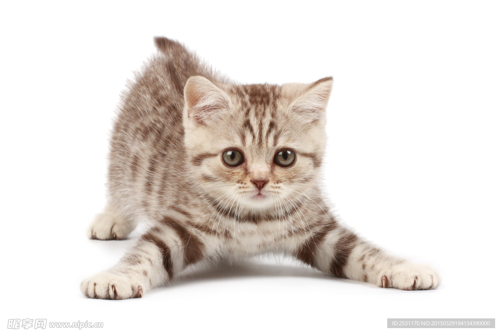 宠物猫