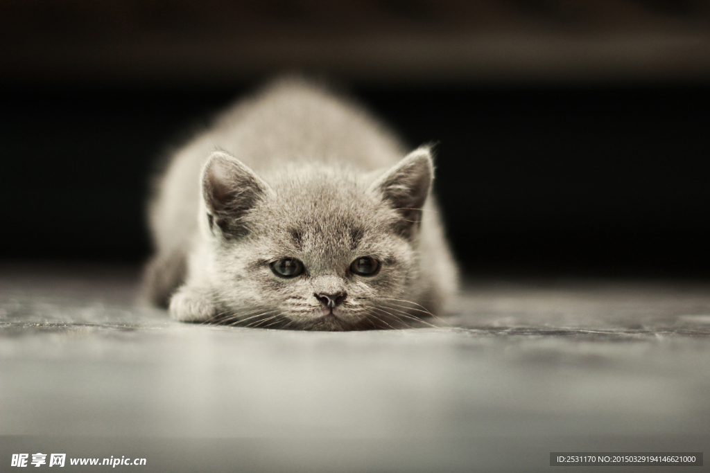 宠物猫