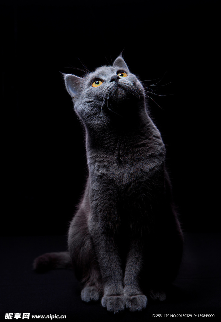 宠物猫