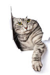 宠物猫