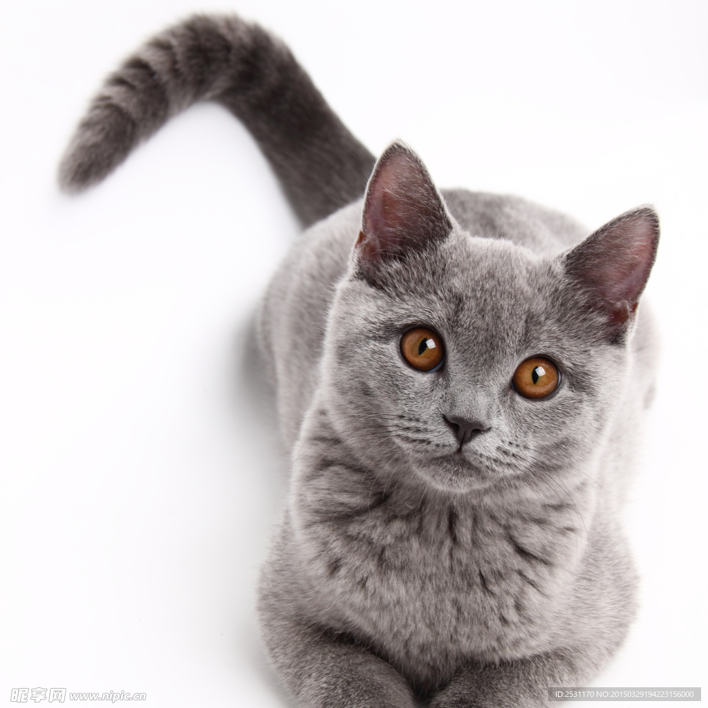 宠物猫