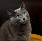宠物猫