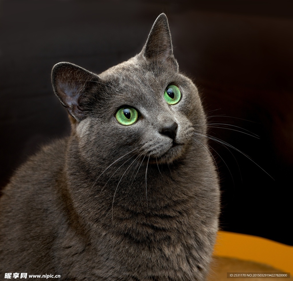 宠物猫
