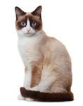 宠物猫