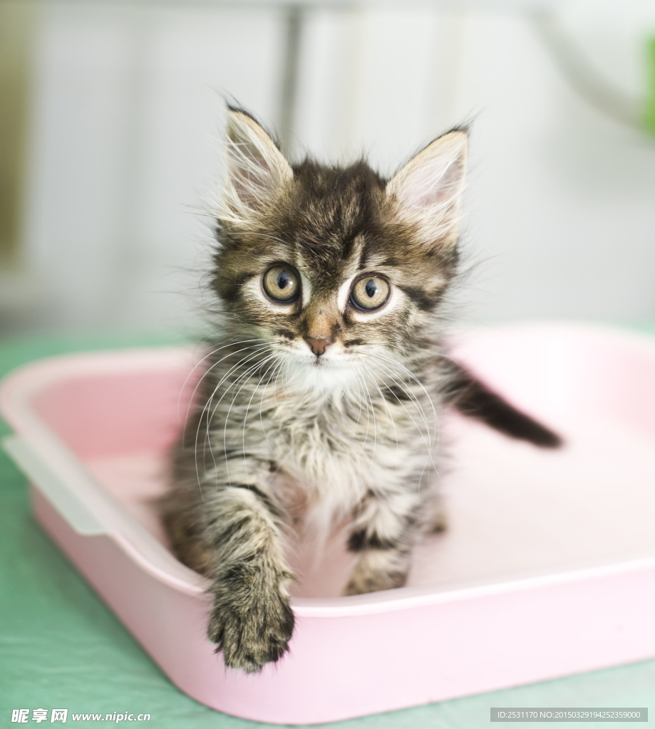 宠物猫