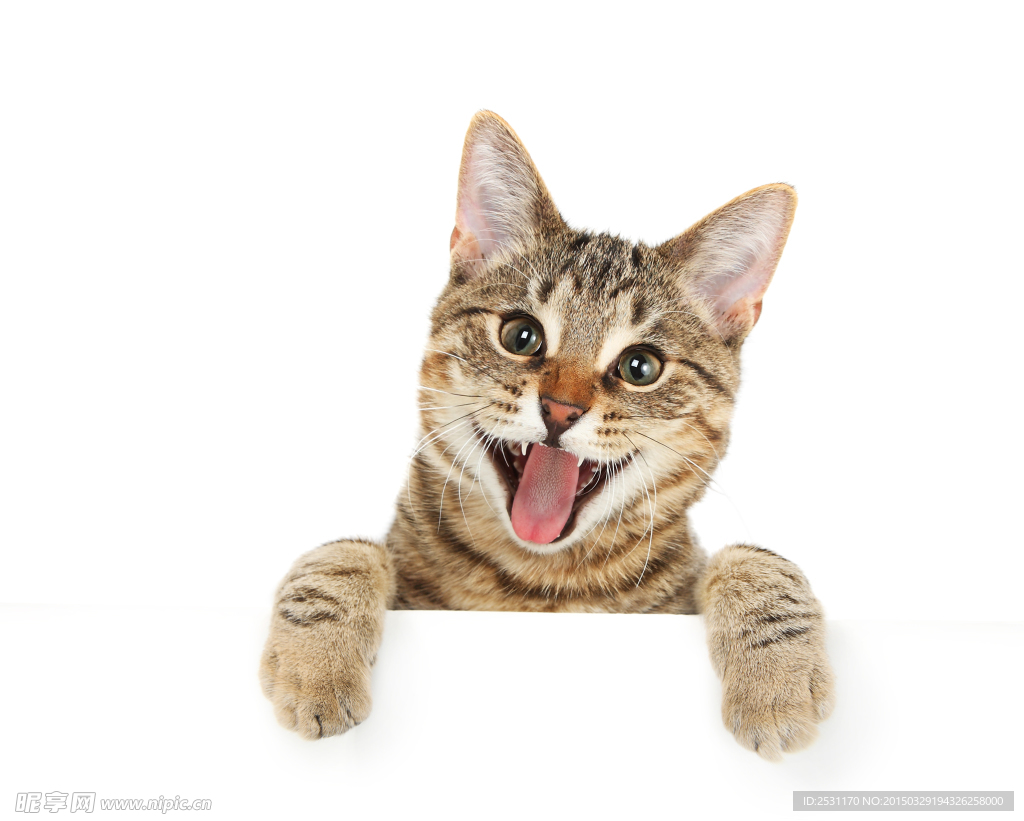 宠物猫