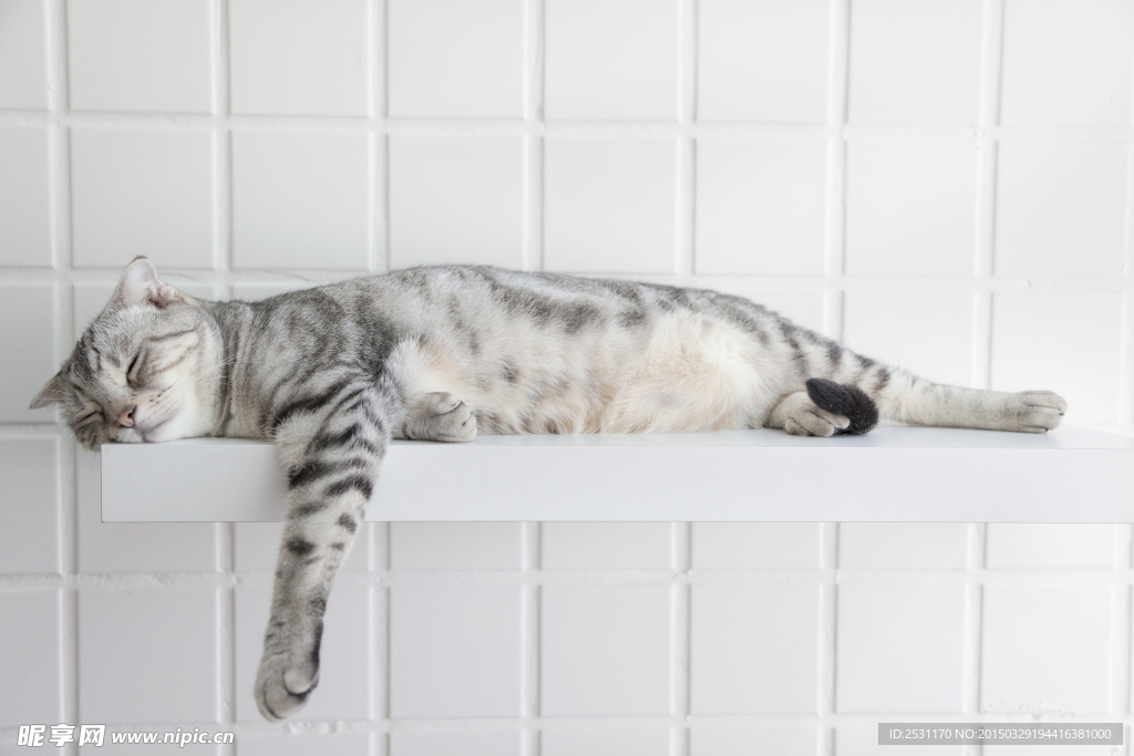 宠物猫