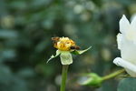 蜜蜂
