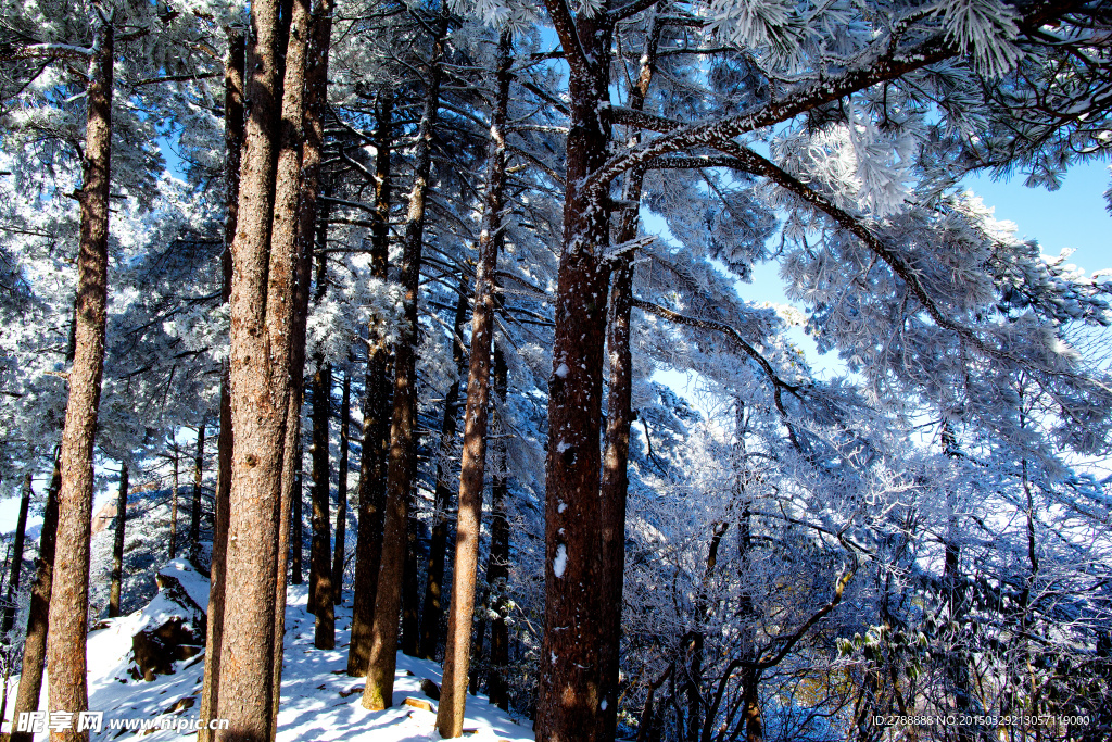 安徽 黄山  雪景  雾凇