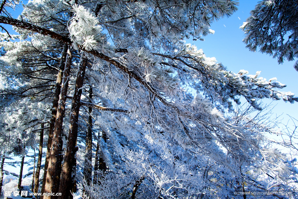 安徽 黄山 雪景 雾凇 风景