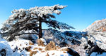 安徽 黄山  雪景  雾凇