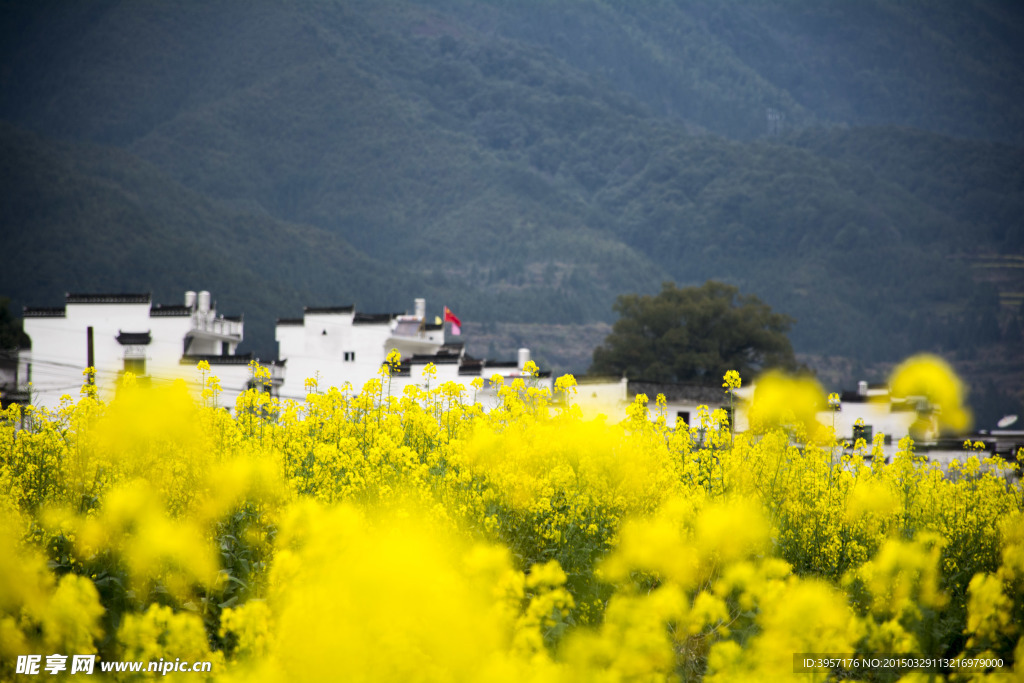 婺源油菜花田