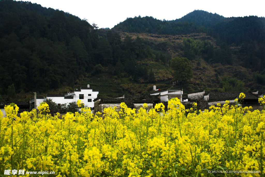 婺源油菜花田