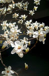 玉兰花