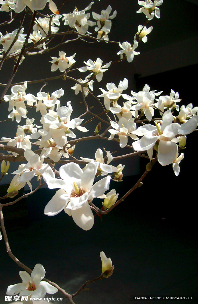 玉兰花