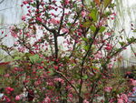 顾村公园樱花   樱花节
