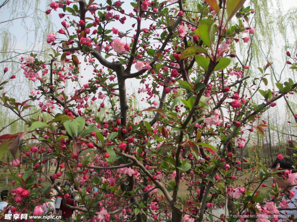 顾村公园樱花   樱花节