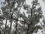 顾村公园樱花   樱花节