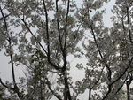顾村公园樱花   樱花节