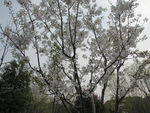 顾村公园樱花   樱花节