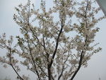 顾村公园樱花 樱花节