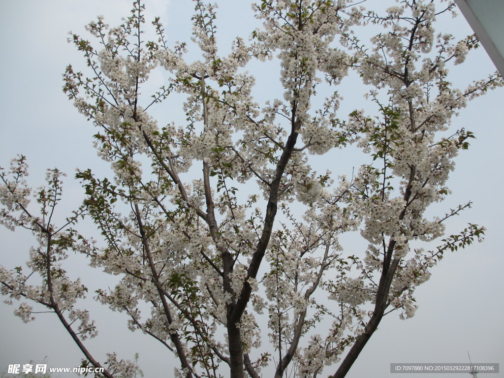 顾村公园樱花 樱花节