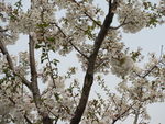 顾村公园樱花 樱花节