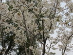 顾村公园樱花 樱花节